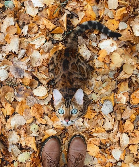 Automne