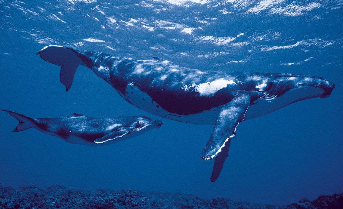 baleine-bleue